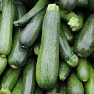 Groene courgette Verte des Maraîchers (zaad)