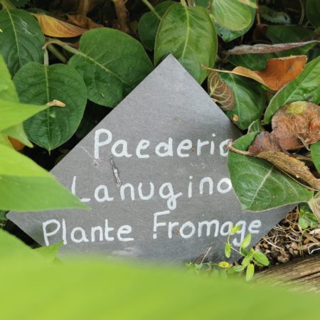 Kaasplant