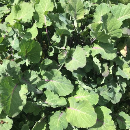 Taunton Deane Kale