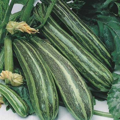 courgette cocozelle tripolis