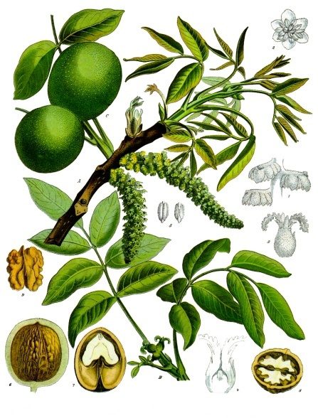 Juglans regia - Köhler's Medizinal Pflanzen