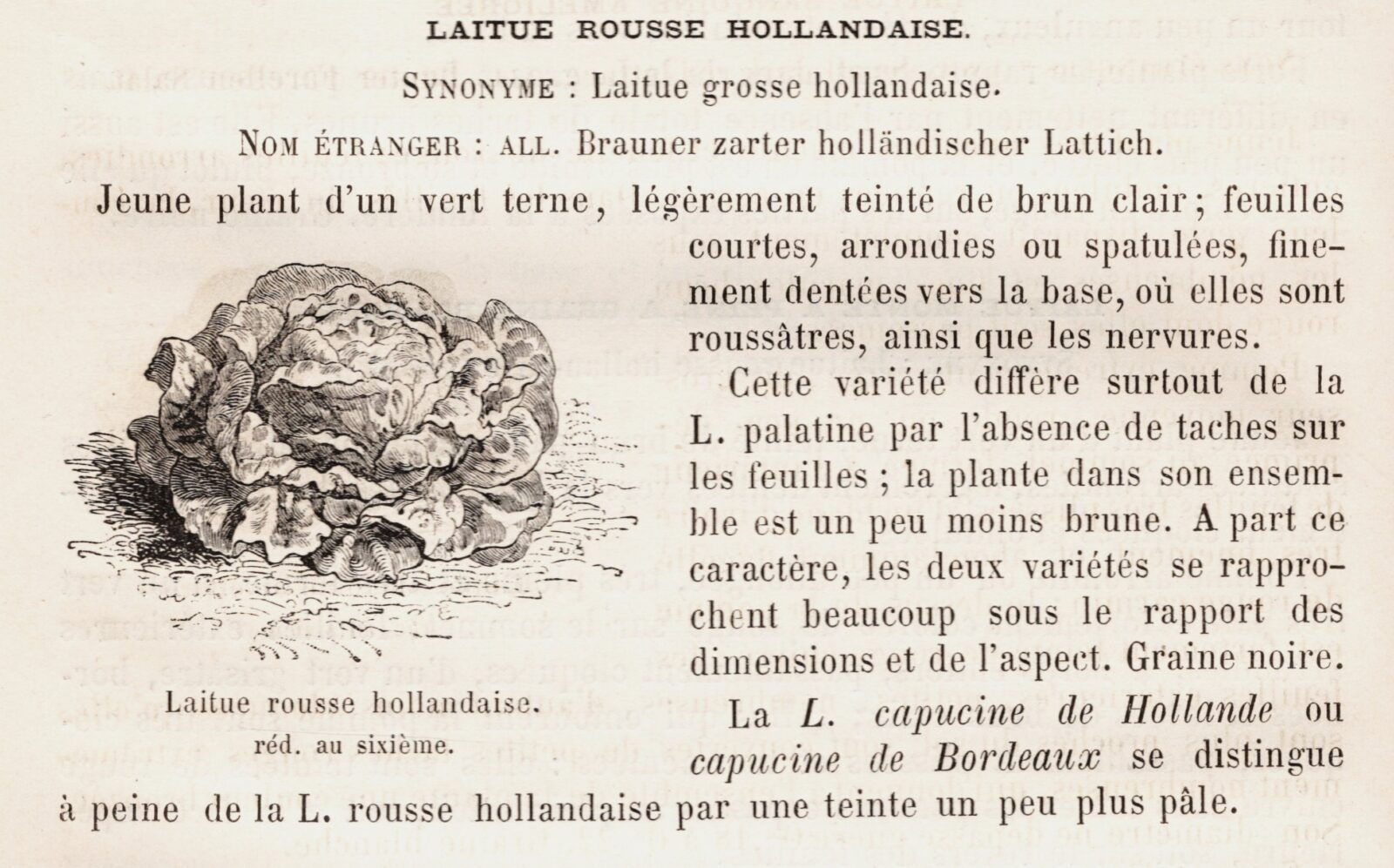 Sla Rousse Hollandaise in Les Plantes Pogatgères van Vilmorin 1883