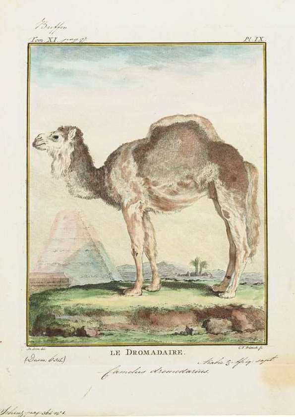 Camelus dromedarius 1700-1880, afbeelding van Bijzondere Collecties UvA