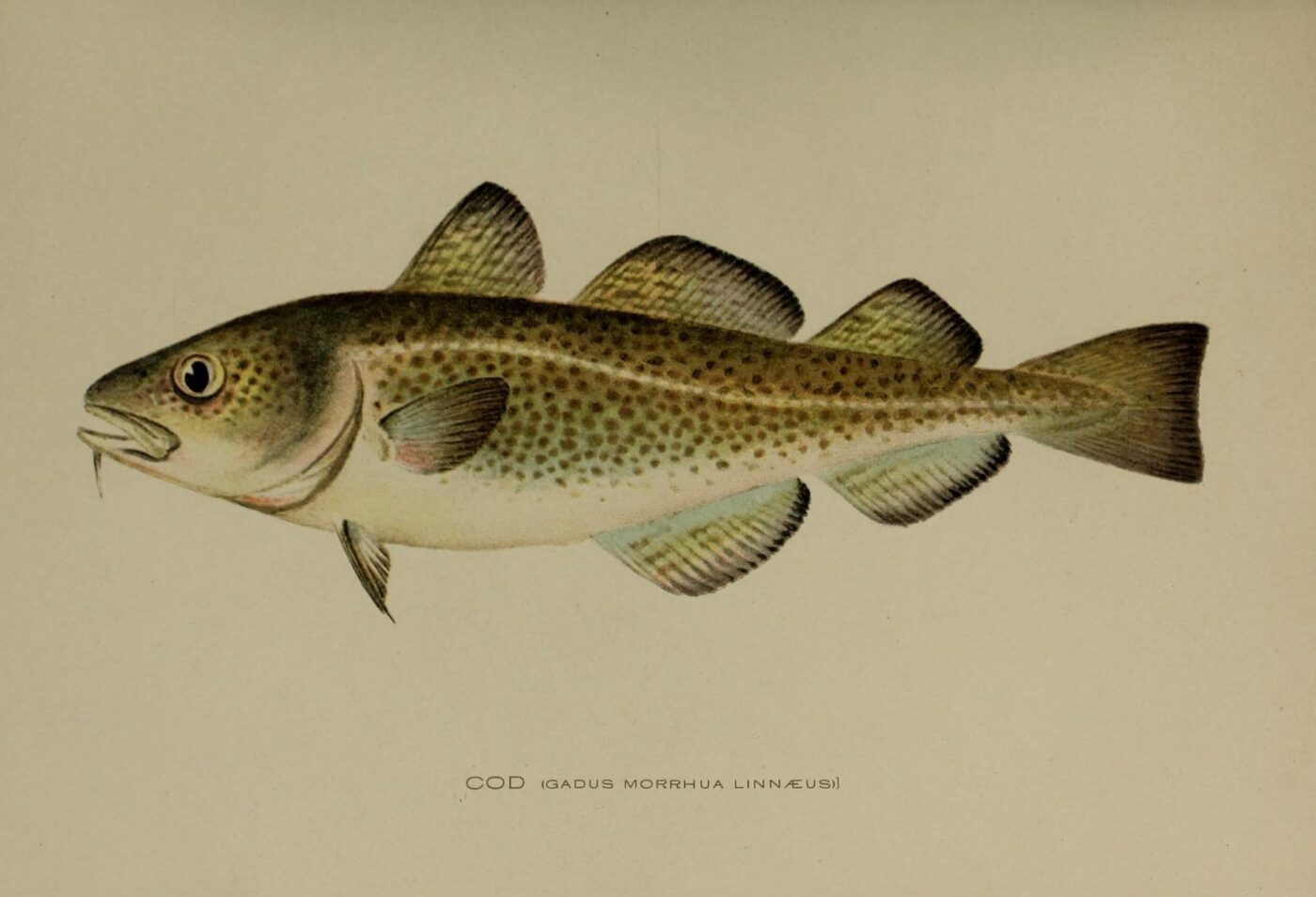 Kabeljauw  Gadus morrhua - Annual report New York State Forest Fish and Game Commission1902 - Wikimedia Commons