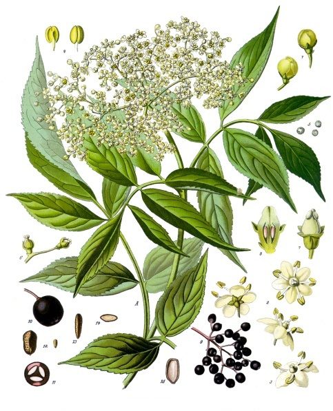 Vlier - sambucus nigra - Köhler's Medizinal Pflanzen 1897