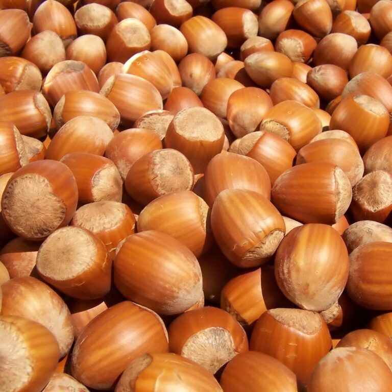 Hazelaar