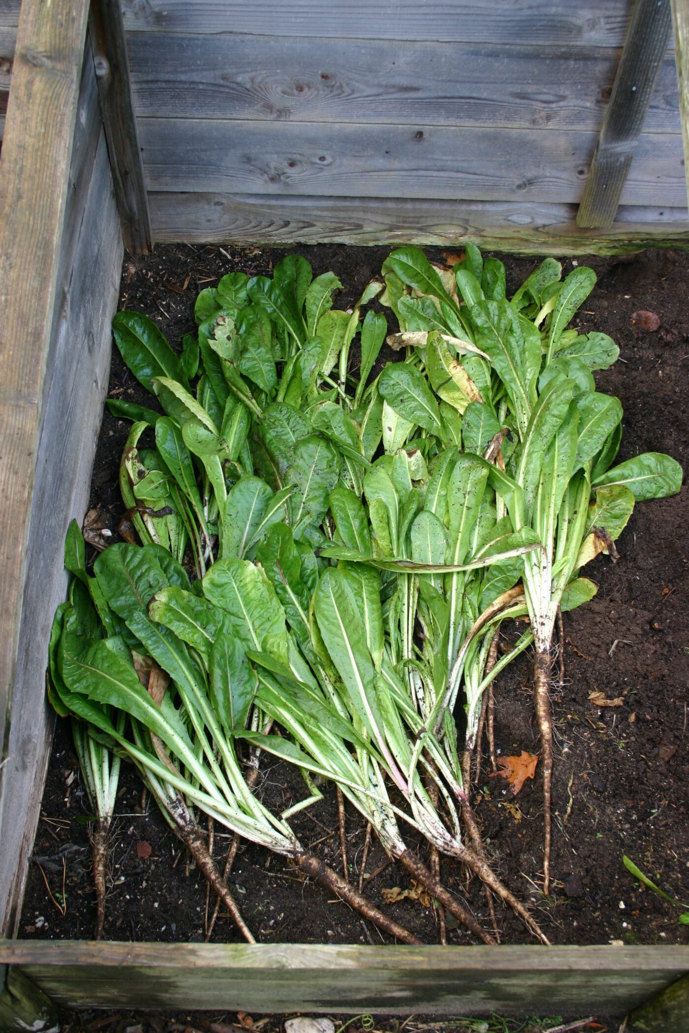 witlof besterven in oktober