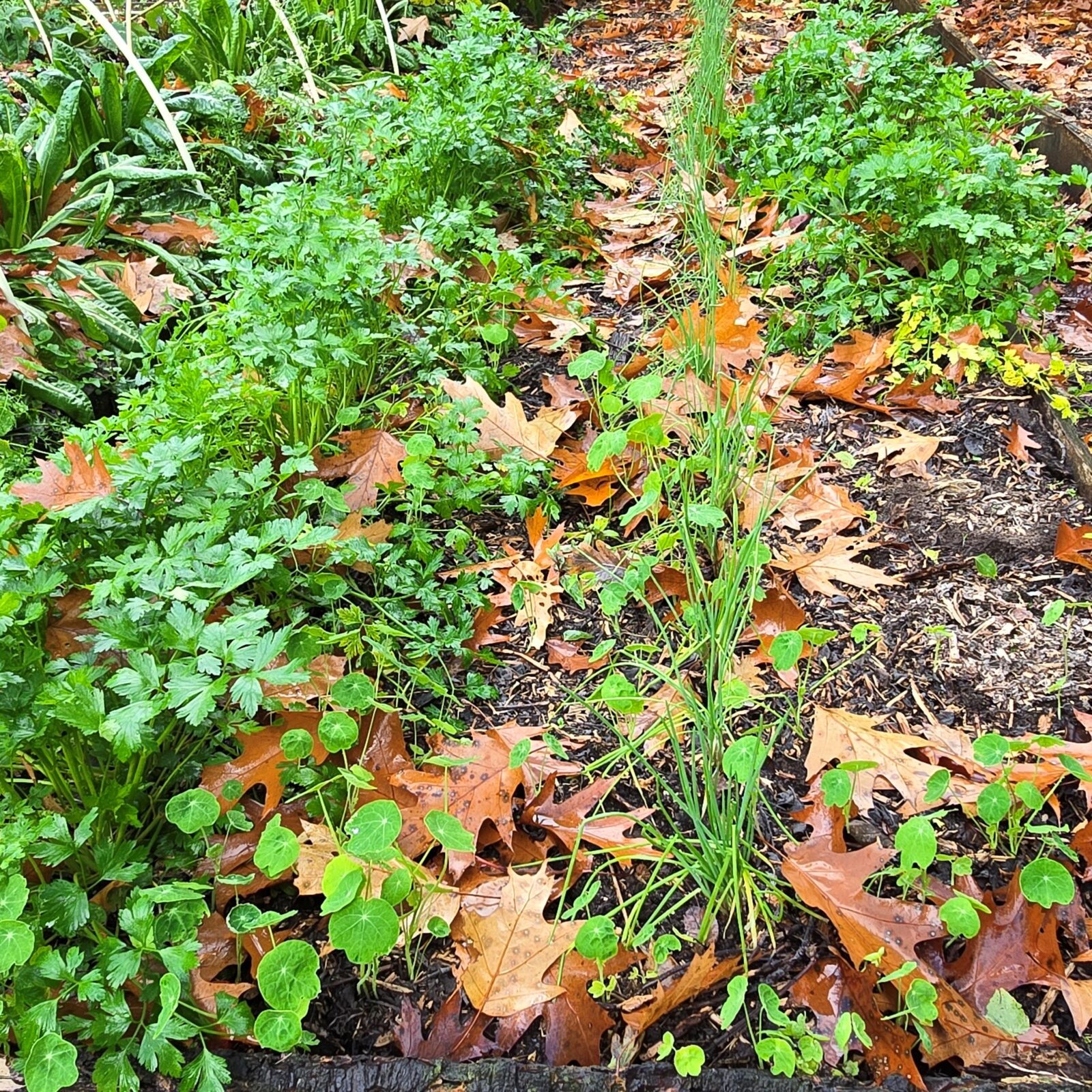 november moestuin peterselie sint-jansui