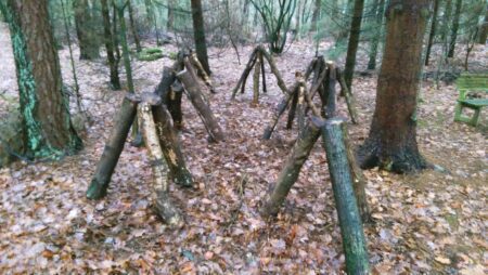 Shiitake-stam (familie formaat) - Afbeelding 4