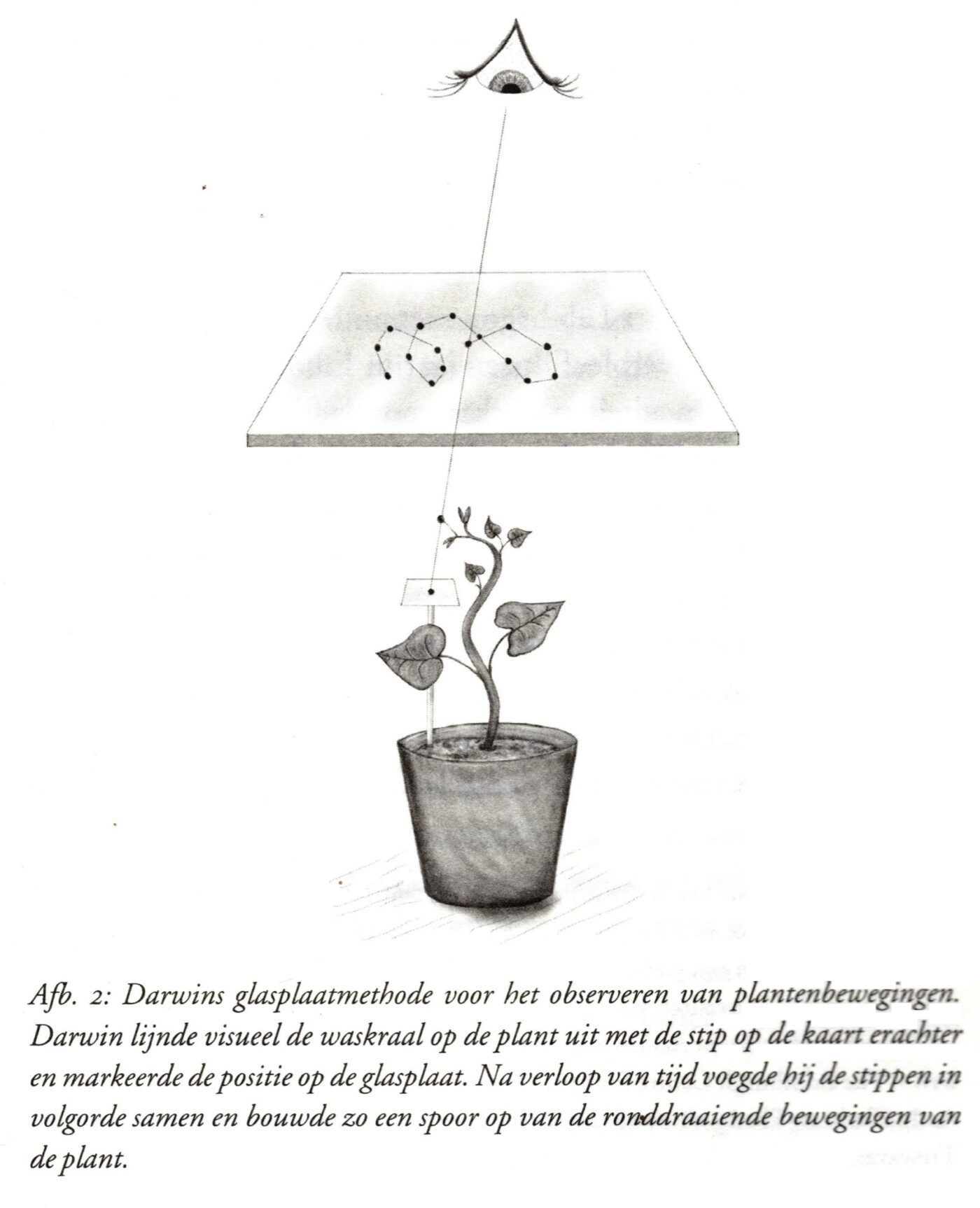 intelligentie bij planten