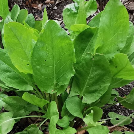 Zuring 'Green de Belleville'