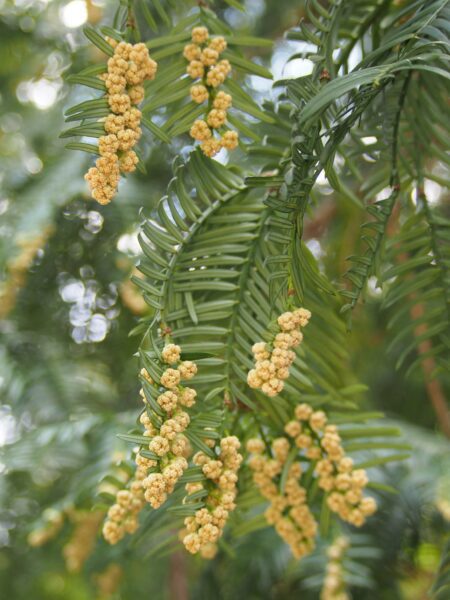 Knoptaxus - Cephalotaxus harringtonia - Afbeelding 5