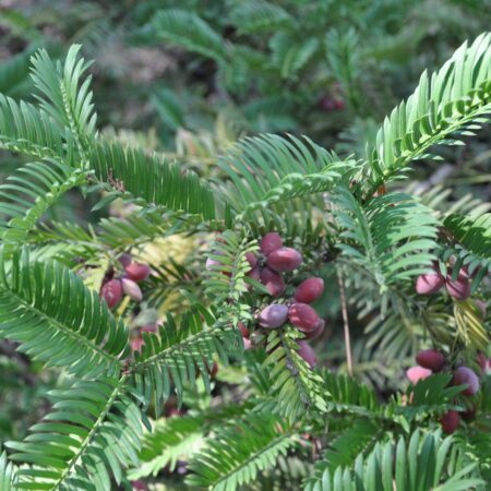 Knoptaxus - Cephalotaxus harringtonia