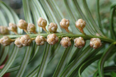 Knoptaxus - Cephalotaxus harringtonia - Afbeelding 4