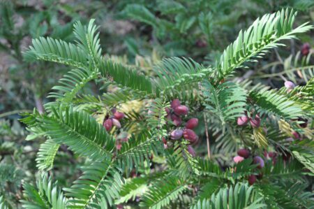 Knoptaxus - Cephalotaxus harringtonia - Afbeelding 3