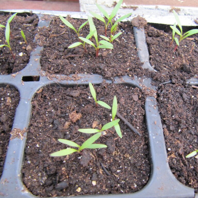 moestuin maart