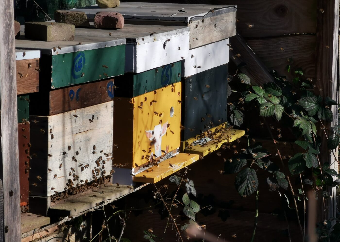 vier bijenkasten