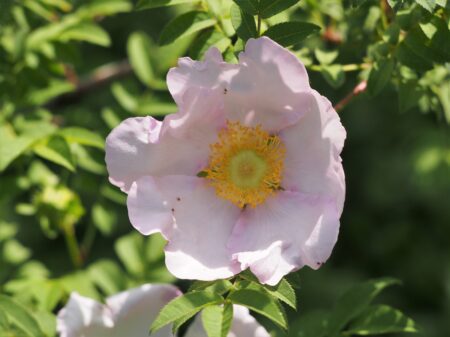 Kastanjeroos - Rosa roxburghii - Afbeelding 4