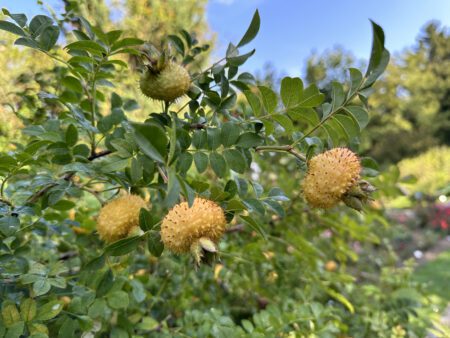 Kastanjeroos - Rosa roxburghii - Afbeelding 3