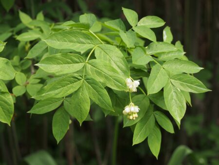 Europese pimpernoot - Staphylea pinnata - Afbeelding 5