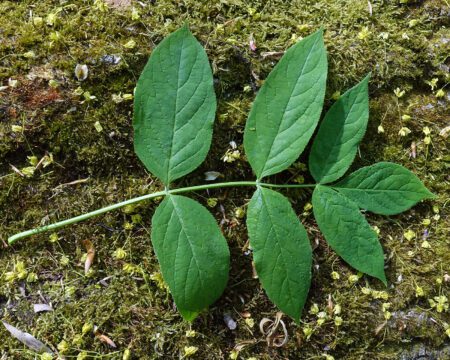 Europese pimpernoot - Staphylea pinnata - Afbeelding 3