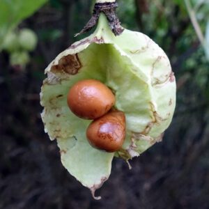 Europese pimpernoot - Staphylea pinnata