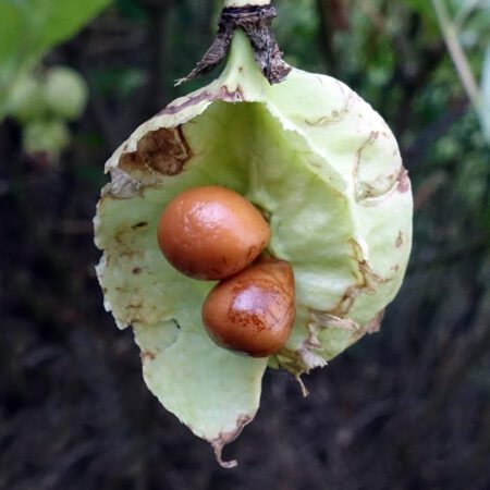 Europese pimpernoot - Staphylea pinnata