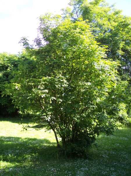 Europese pimpernoot - Staphylea pinnata - Afbeelding 4