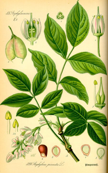Europese pimpernoot - Staphylea pinnata - Afbeelding 2