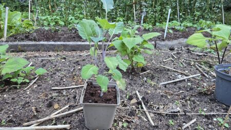 Taunton Deane Kale - Afbeelding 2