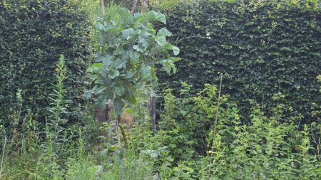 Taunton Deane Kale - Afbeelding 4