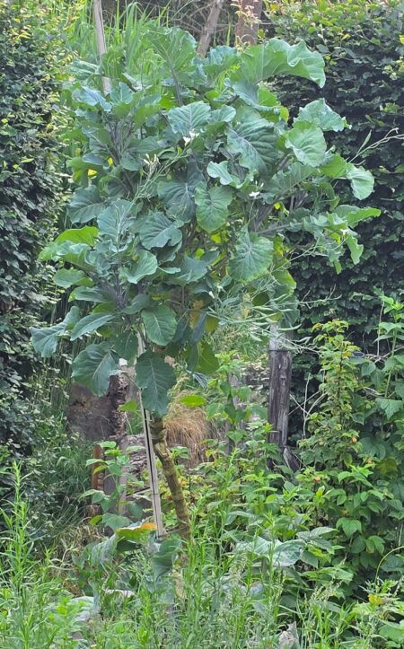 Taunton Deane Kale - Afbeelding 5