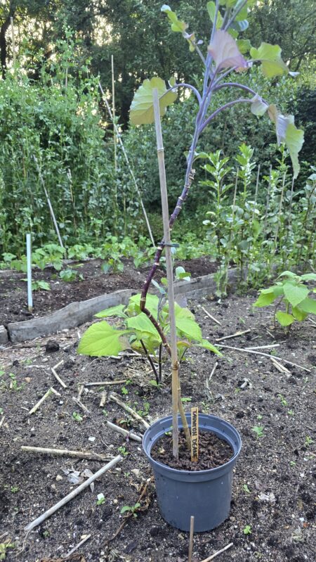 Taunton Deane Kale - Afbeelding 3