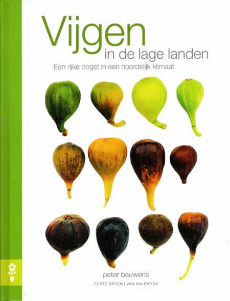 Vijgenboompje + boek Vijgen in de Lage Landen - Afbeelding 2
