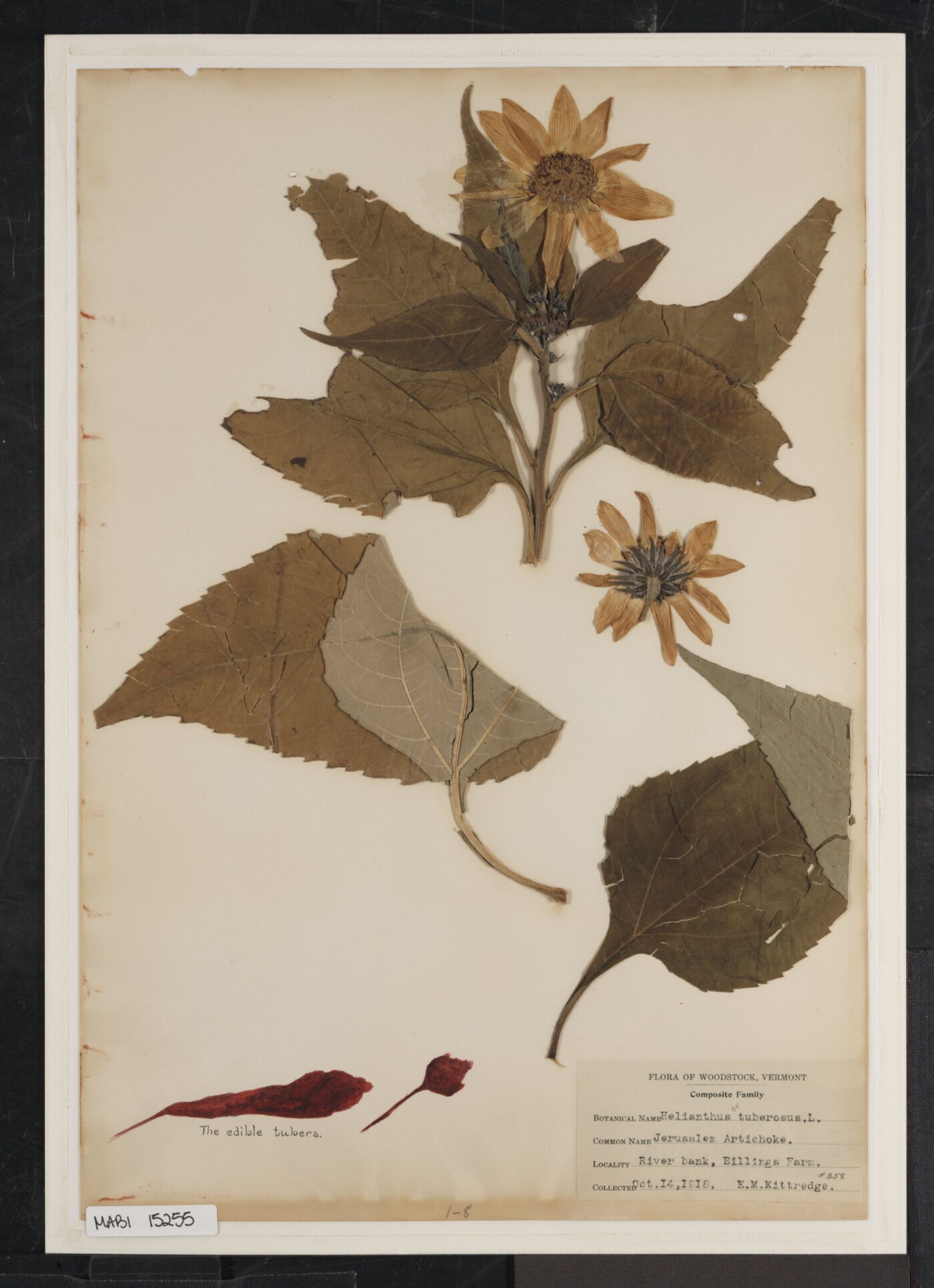 Aardpeer - Jerusalem Artichoke in Billings-Kittredge Herbaria 1918 - National Park Gallery