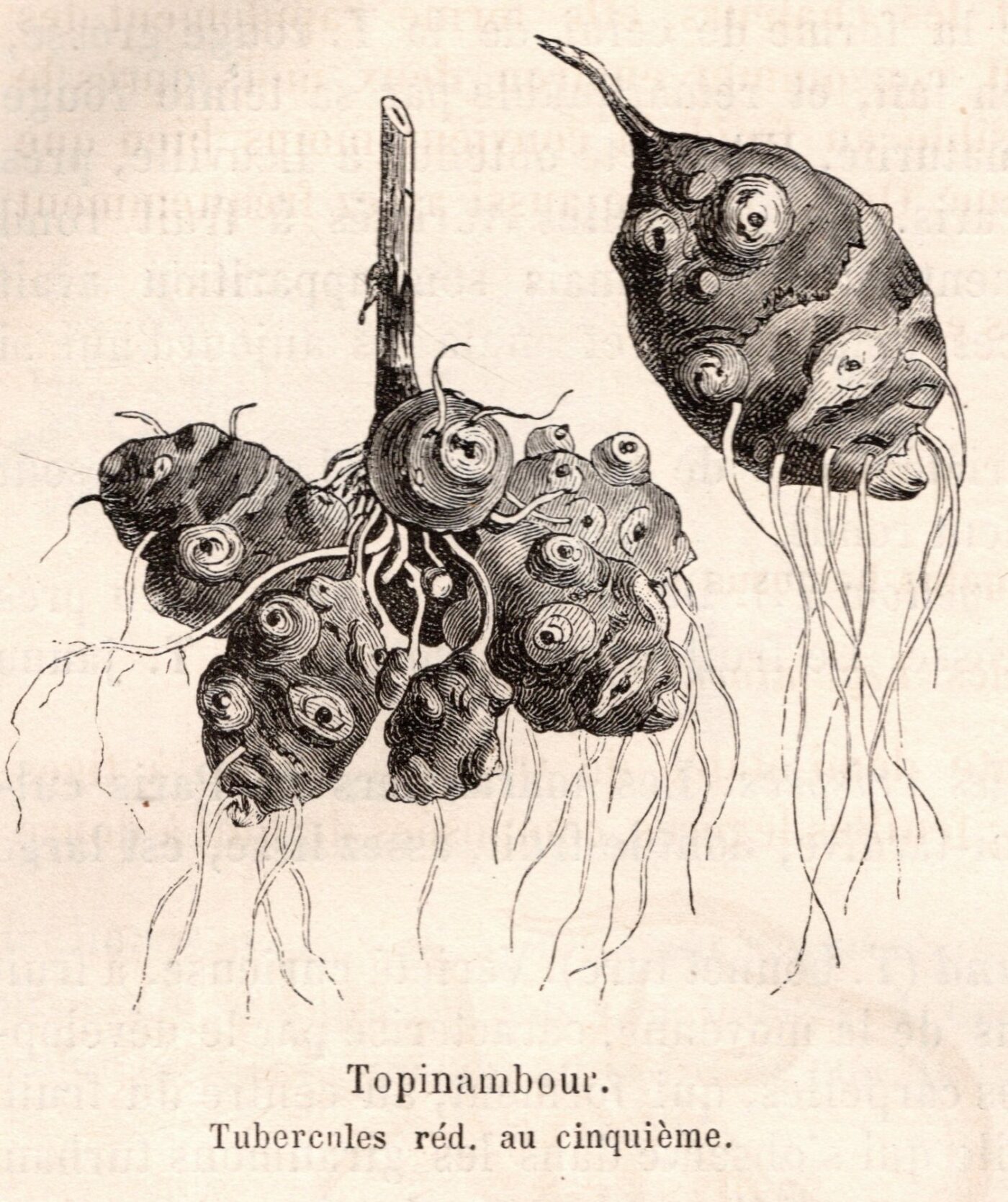 Aardpeer - Vilmorin Les Plantes Potagères 1883