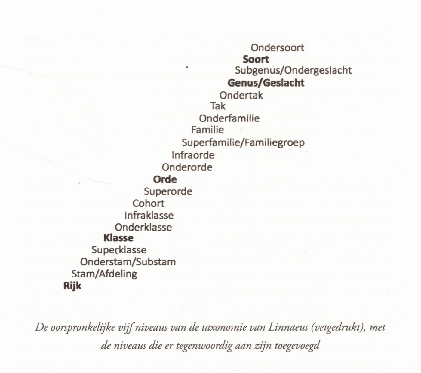 Linnaeus