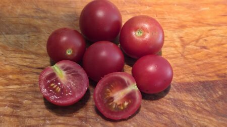 Buitentomaat Hato-rood (zaad) - Afbeelding 4