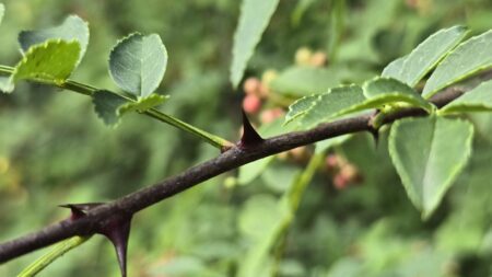 Koreaanse Szechuanpeper (Zanthoxylum coreanum) ca. 70 cm - Afbeelding 4