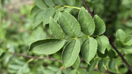 Koreaanse Szechuanpeper (Zanthoxylum coreanum) ca. 70 cm - Afbeelding 2