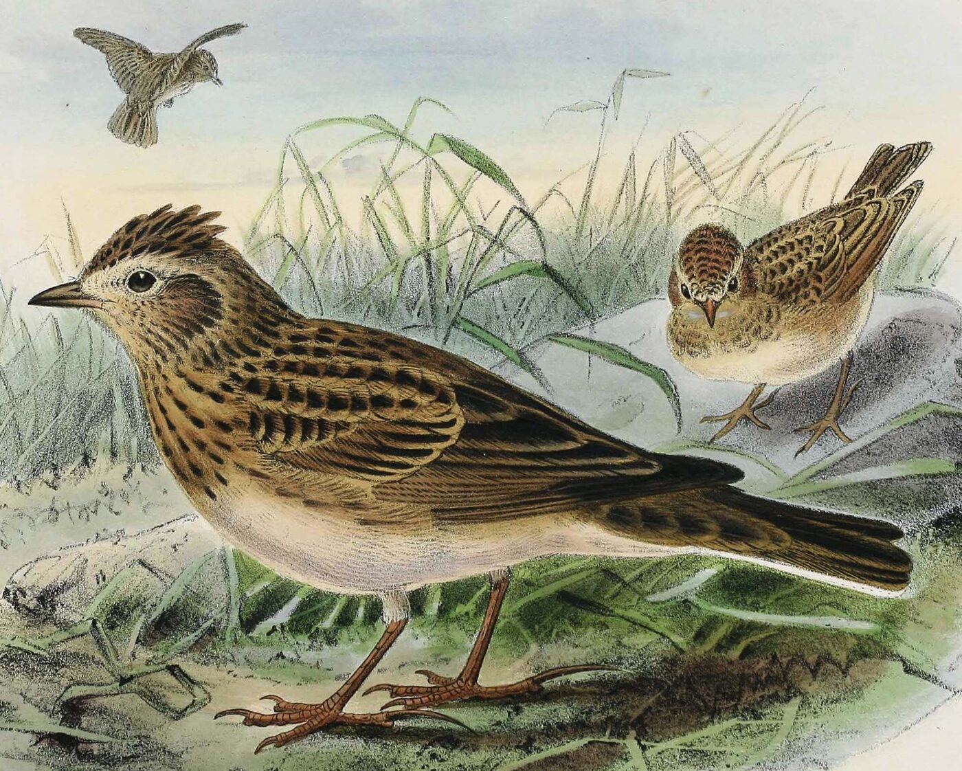 Canon van de Nederlandse natuur