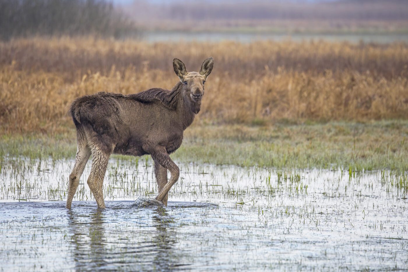 Natuurpark Lelystad