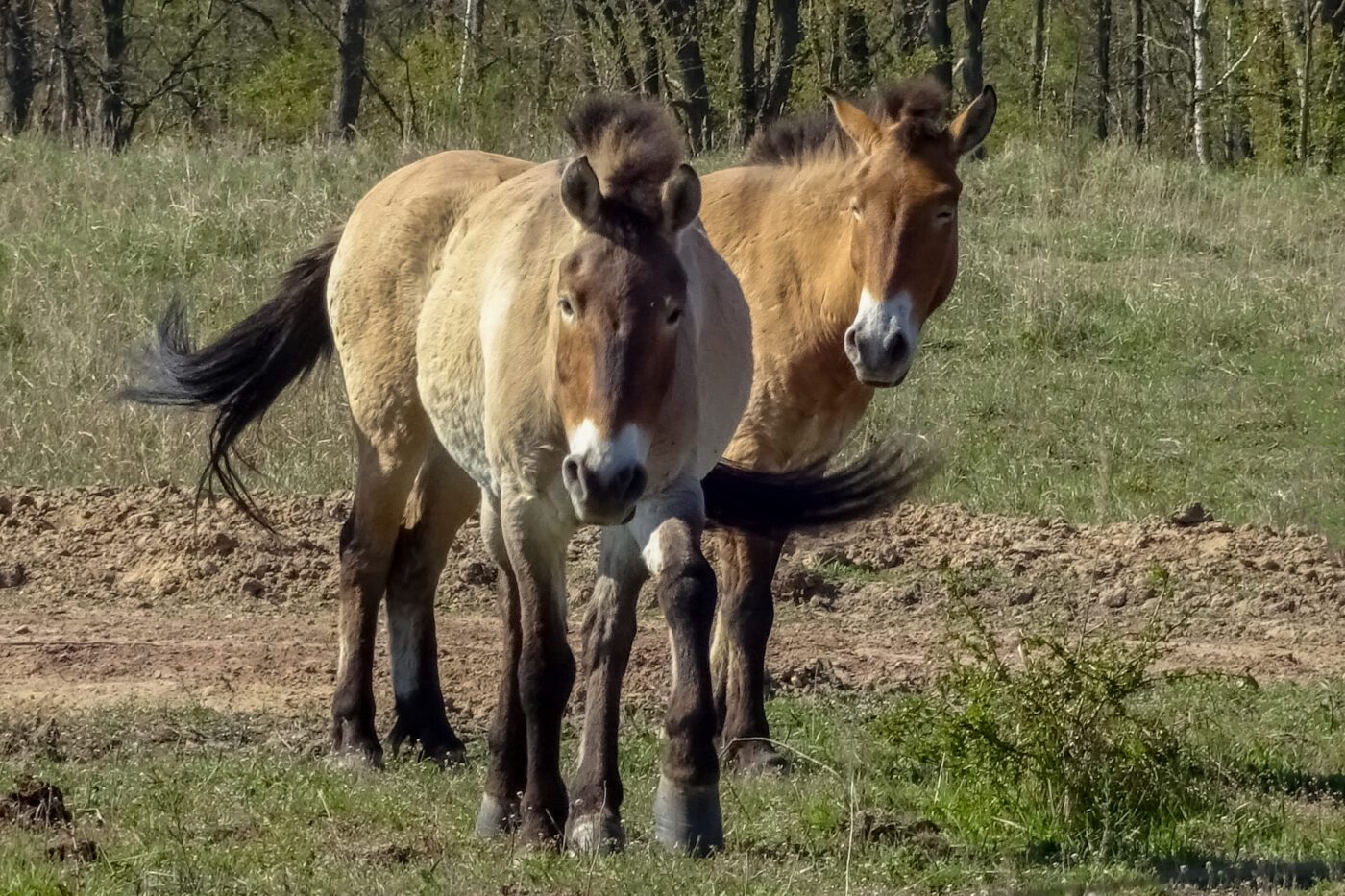 Natuurpark Lelystad