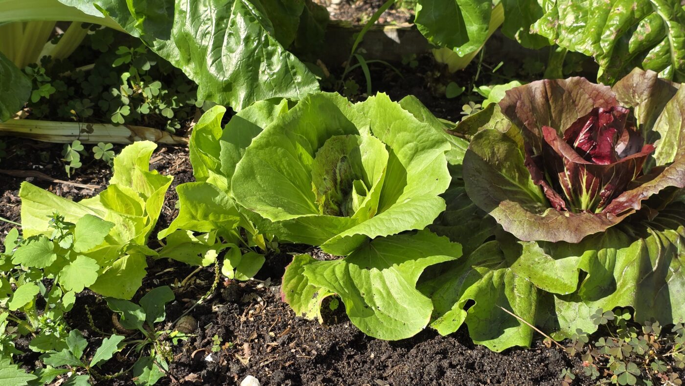 september - radicchio roodlof