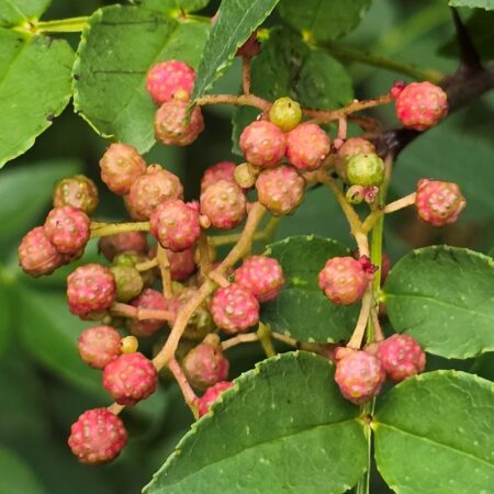 Koreaanse Szechuanpeper (Zanthoxylum coreanum) ca. 70 cm - Afbeelding 3