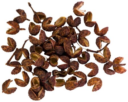 Koreaanse Szechuanpeper (Zanthoxylum coreanum) ca. 70 cm - Afbeelding 5