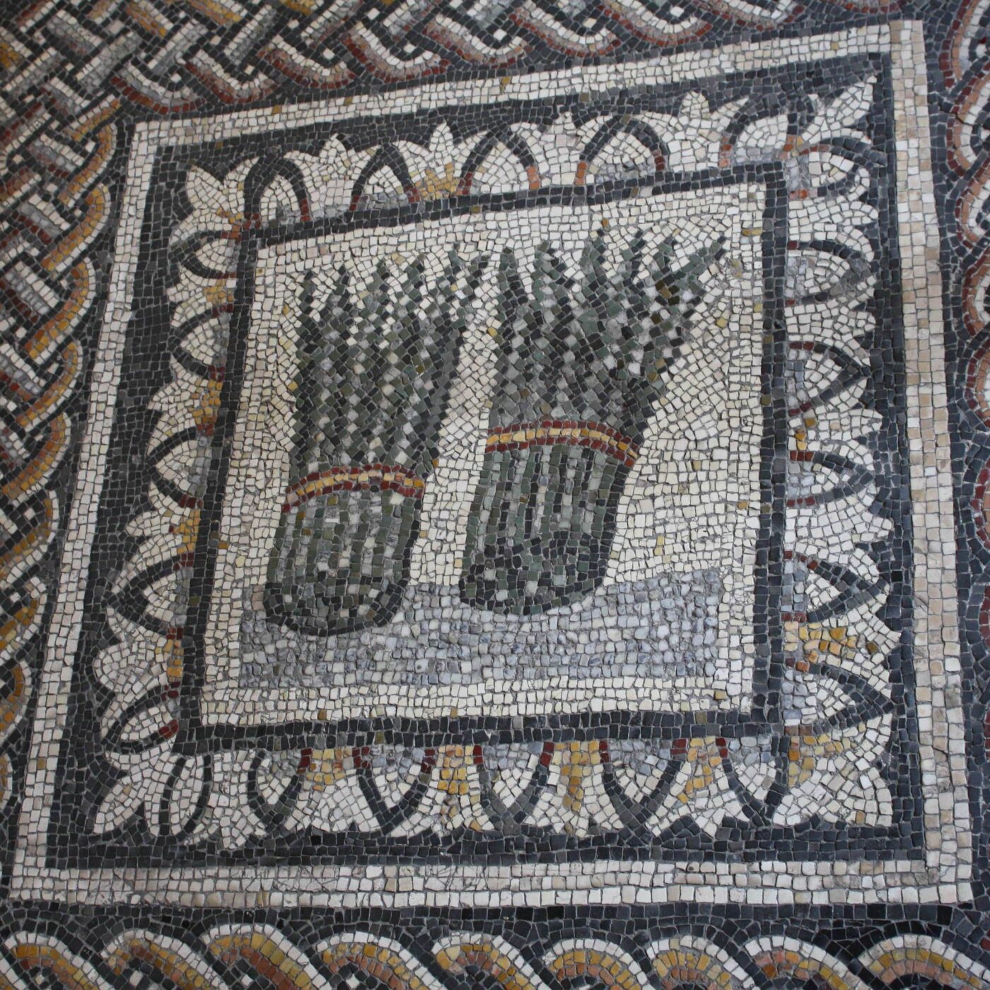 asparagus romans
