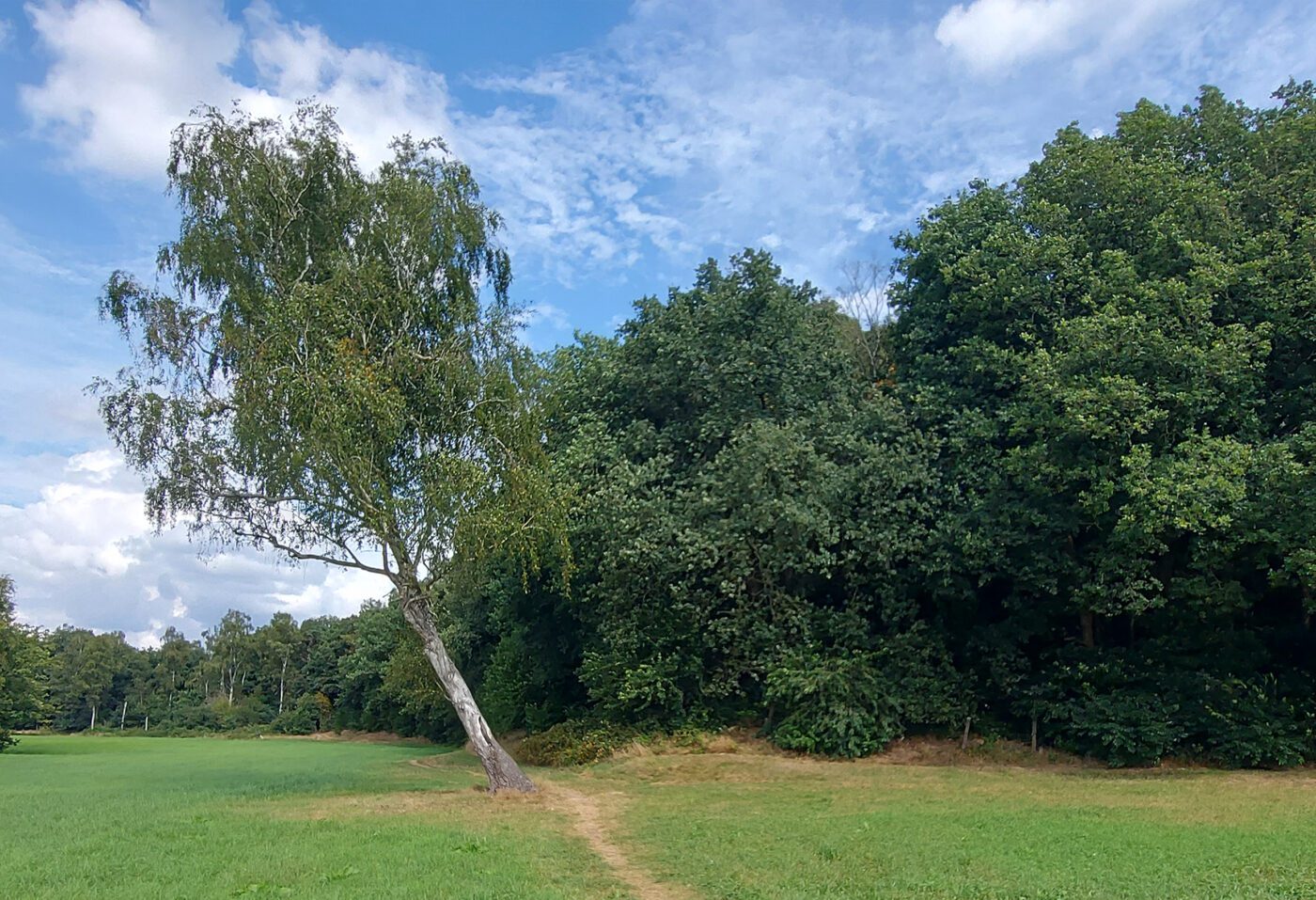 Kabeljauw