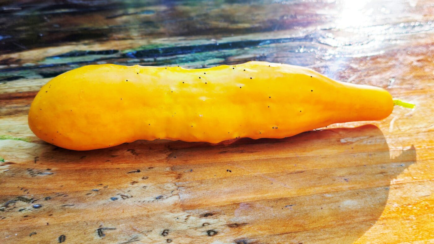 Amsterdamse lange gele - zaadwet