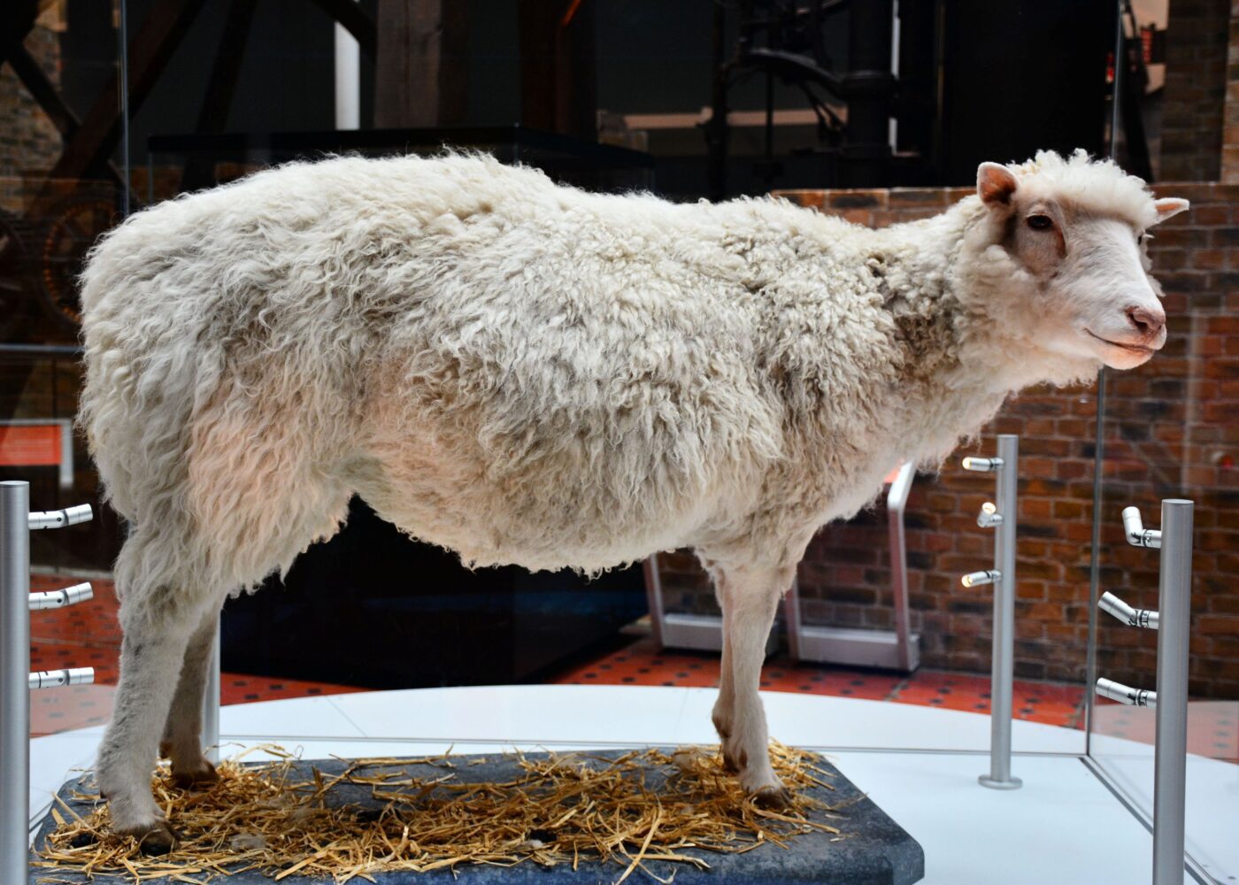 de genen van schaap Dolly
